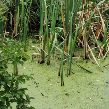 Cape May Point State Park - Swamp - Parks Near Me Cape May Point State Park - Swamp - Parks Near Me