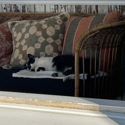 Haven Montauk - Cat!!
