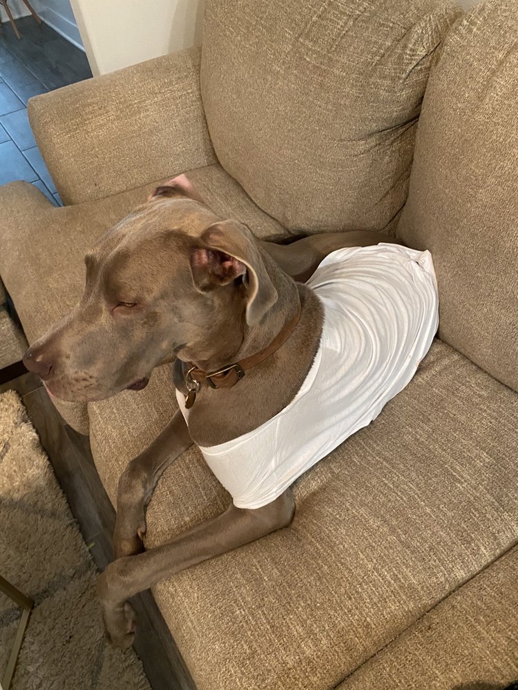 HOUNDS LOUNGE PET RESORT AND SPA Updated July 2024 20 Reviews