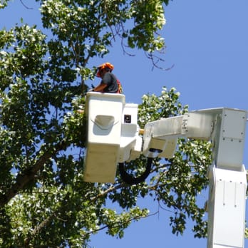 Associated Arborists - Tree Services Near Me - McMinnville, Oregon Associated Arborists - Tree Services Near Me - McMinnville, Oregon