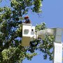 Photo of Associated Arborists