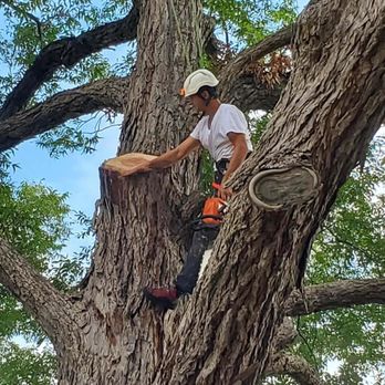 Prichard Tree Care - Tree Services Near Me - North Richland Hills, Texas
