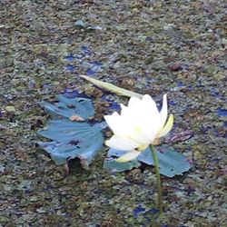 Caddo Lake - Big Cypress Tour - Beautiful Water Lotus