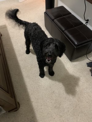 AMERICAN VETERINARY HOSPITAL 201 Greenhorn Rd, Yreka, California