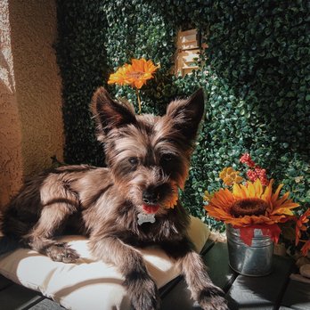 Spoiled Pup - Haru - Pet Groomers Near Me - Las Vegas, Nevada Spoiled Pup - Haru - Pet Groomers Near Me - Las Vegas, Nevada