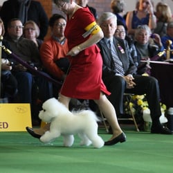 Muddy Paw Dog Grooming - Topper at the 2014 Westminster Kennel Club Dog Show, in New York, NY.