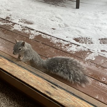 Woodland Park Manor - Inquisitive visitor looking into the cabin. Squirrels seems to be curious creatures - Bed & Breakfast Near Me - Idyllwild, California Woodland Park Manor - Inquisitive visitor looking into the cabin. Squirrels seems to be curious creatures - Bed & Breakfast Near Me - Idyllwild, California