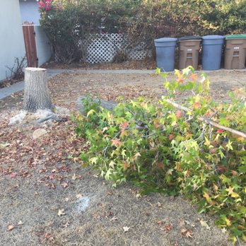 Tiptop Shamrock Arborist - Tree Services Near Me