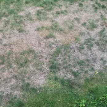 TruGreen Lawn Care - 1 week or so after treatment. Wash lush grass before and will NOT return my call. - Tree Services Near Me - Windsor, Connecticut TruGreen Lawn Care - 1 week or so after treatment. Wash lush grass before and will NOT return my call. - Tree Services Near Me - Windsor, Connecticut