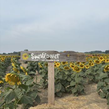 Sunflower Fields Of Markham - Farms Near Me - Markham, Ontario Sunflower Fields Of Markham - Farms Near Me - Markham, Ontario