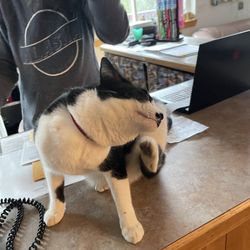 Chugach Outdoor Center - Allen the kitty