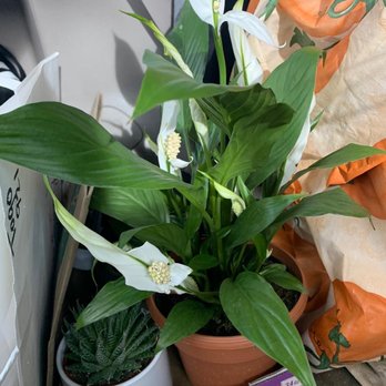 Lowe's Home Improvement - Peace lily - Hardware Stores Near Me - Temecula, California