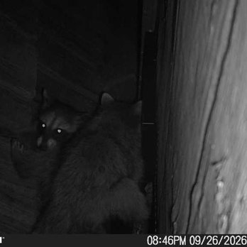 Optimal Wildlife Removal - Evicted!!! - Wildlife Control Near Me Optimal Wildlife Removal - Evicted!!! - Wildlife Control Near Me