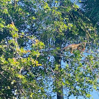 Lazy Dog Adventures - Iguana - Rafting/Kayaking Near Me - Key West, Florida
