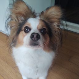 I love my Petco groomer Tisha