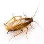 Photo of Ridgecrest Pest Control