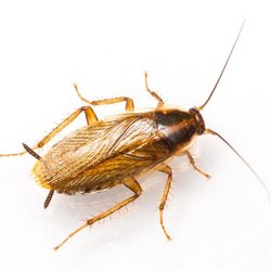 Ridgecrest Pest Control - Cockroaches
