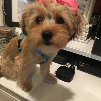 Northshore Humane Society - Got my puppy here and she is so well trained and sweet !!! I couldn't have asked for a better dog !!!  :) - Animal Shelters Near Me - Covington, Louisiana
