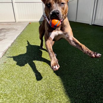The Animal Den - Pet Groomers Near Me - Sacramento, California The Animal Den - Pet Groomers Near Me - Sacramento, California