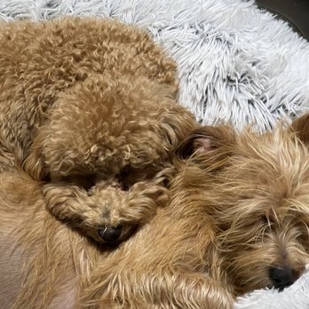 The Royal Pet Resort - Exhausted and happy. - Pet Sitting Near Me - Arlington, Texas The Royal Pet Resort - Exhausted and happy. - Pet Sitting Near Me - Arlington, Texas