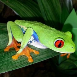 The Reptile Store