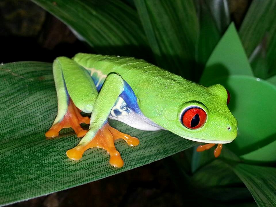 THE REPTILE STORE Updated September 2024 467 King Street E