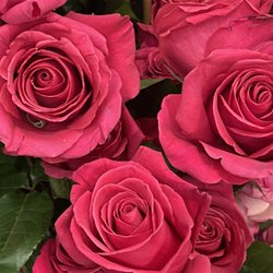 Arts & Flowers - Fresh roses