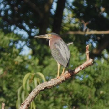 Kilbuck Access - This beautiful Green Heron was hanging out at the Launch in August. - Fishing Near Me - Sewickley, Pennsylvania Kilbuck Access - This beautiful Green Heron was hanging out at the Launch in August. - Fishing Near Me - Sewickley, Pennsylvania