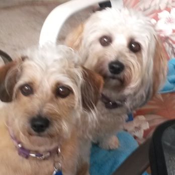 Penny Pampers Pets - Pet Sitting Near Me - Mission Viejo, California Penny Pampers Pets - Pet Sitting Near Me - Mission Viejo, California
