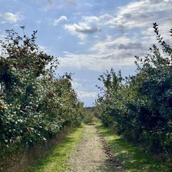 Fireside Orchard & Gardens - Apple picking!