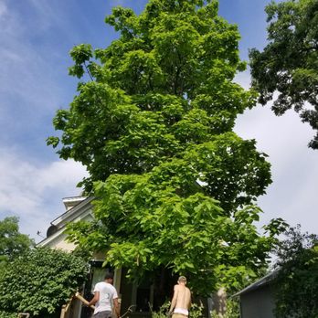 Creed's Tree Care - Tree Services Near Me Creed's Tree Care - Tree Services Near Me