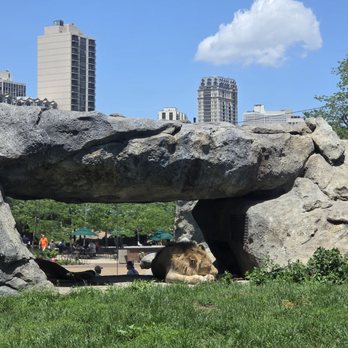 Lincoln Park Zoo - Tiger - Zoos Near Me - Chicago, Illinois Lincoln Park Zoo - Tiger - Zoos Near Me - Chicago, Illinois