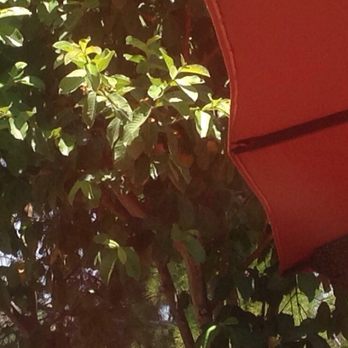 Bee Busters - Overnight. Bee swarm. It doubled overnight! - Pest Control Near Me - Laguna Hills, California
