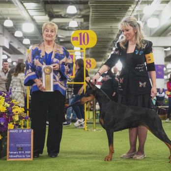 Allettare Dobermans - Pet Breeders Near Me