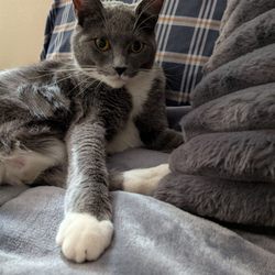 My cat Jude