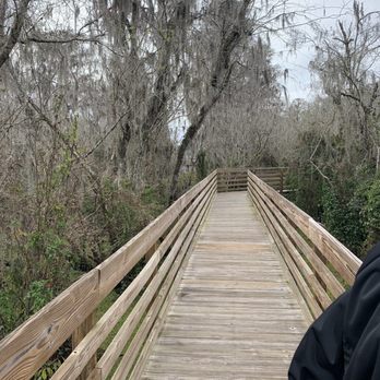 Lettuce Lake Park - View from the boardwalk trail - Parks Near Me - Tampa, Florida