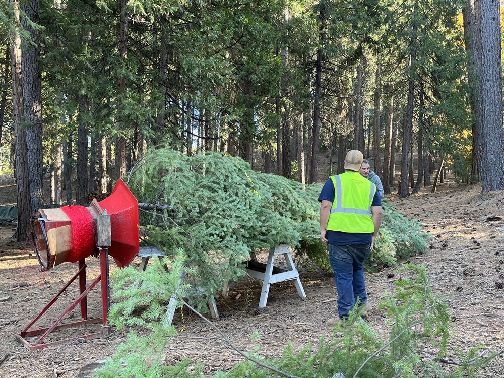 NORTH STAR TREE FARM Updated September 2024 58 Photos & 30 Reviews