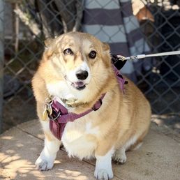Corgi on the remains of our palm