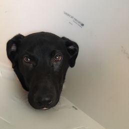 Wally after his neuter. A little sad but he loved Dr Baron Wally after his neuter. A little sad but he loved Dr Baron