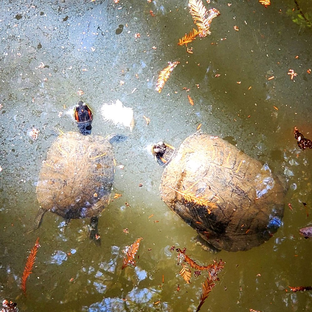 UCR Botanic Gardens - Turtles - Botanical Gardens Near Me - Riverside, California UCR Botanic Gardens - Turtles - Botanical Gardens Near Me - Riverside, California