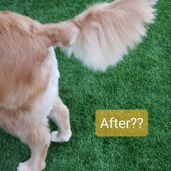 UC Barkley - He cut off about half her tail hair, leaving a strange bald spot on part of it and again trying to shape it for some reason. - Pet Groomers Near Me - Lake Forest, California