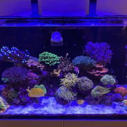 Torch corals all from KFC! Torch corals all from KFC!