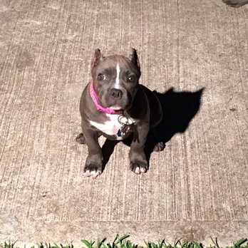 Ear Trim - Glad was finally able to take that cone and bandages off after almost a month but she looks good :) . - Veterinarians Near Me - Spring, Texas Ear Trim - Glad was finally able to take that cone and bandages off after almost a month but she looks good :) . - Veterinarians Near Me - Spring, Texas