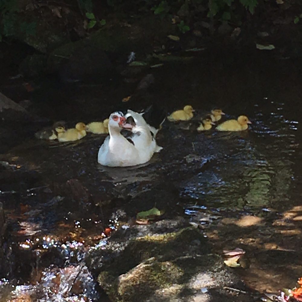 Enota - Mama duck just had 9 babies! - Campgrounds Near Me - Hiawassee, Georgia