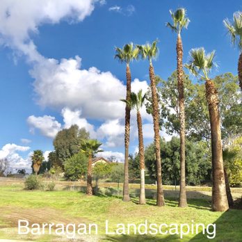 Barragan Landscaping - Palm Trimming Service - Tree Services Near Me - SAN BERNARDINO, California Barragan Landscaping - Palm Trimming Service - Tree Services Near Me - SAN BERNARDINO, California
