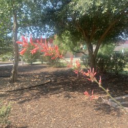 Palo Alto College