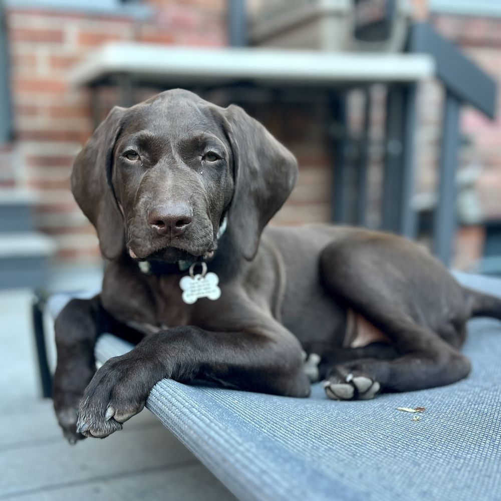 THE BEST 10 PET BOARDING near BREWSTER, WA 98812 - Updated 2026 - Hours -  Yelp, image size:1000x1000