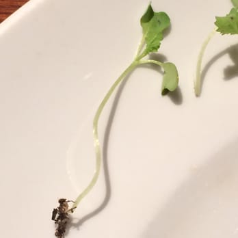 Seasons 52 - It comes with soil! - New American Near Me - Chestnut Hill, Massachusetts