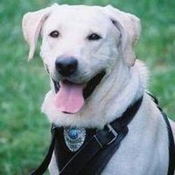 Tri State K9 Service - Trained narcotic dogs available