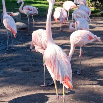 Santa Barbara Zoo - Flamingo - Zoos Near Me - Santa Barbara, California Santa Barbara Zoo - Flamingo - Zoos Near Me - Santa Barbara, California